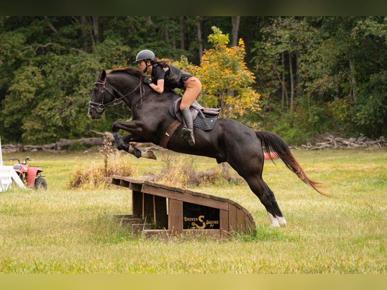 American Quarter Horse Gelding 5 years 15,2 hh Black in Bogard, MO
