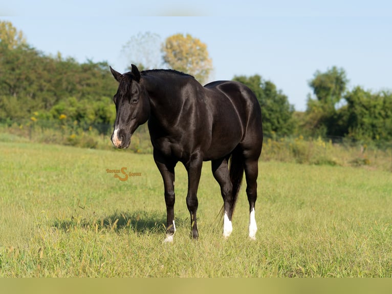 American Quarter Horse Gelding 5 years 15,2 hh Black in Bogard, MO