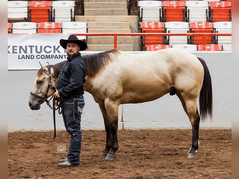 American Quarter Horse Gelding 5 years 15,2 hh Buckskin in Mayfield