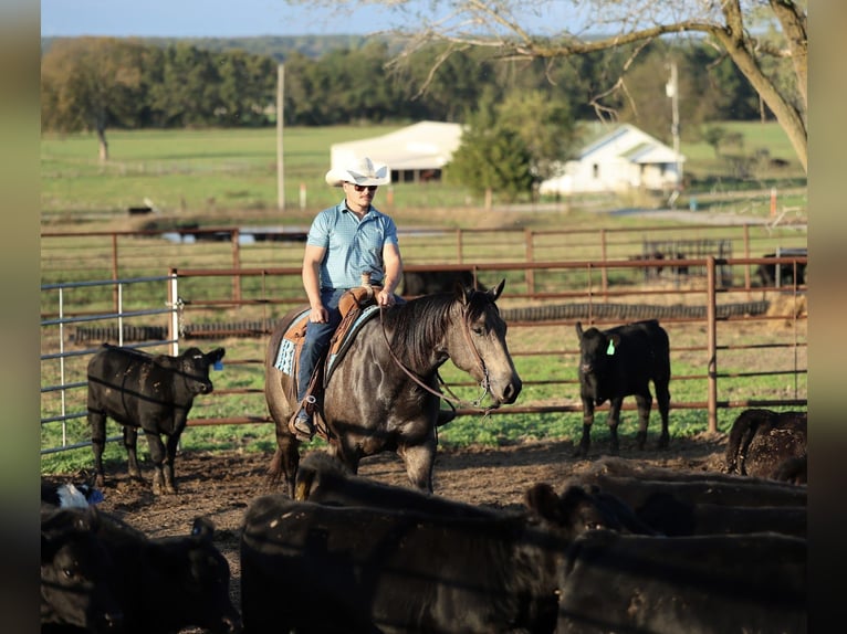 American Quarter Horse Gelding 5 years 15,2 hh Buckskin in Buffalo American Quarter Horse Gelding 5 years 15,2 hh Buckskin in Buffalo