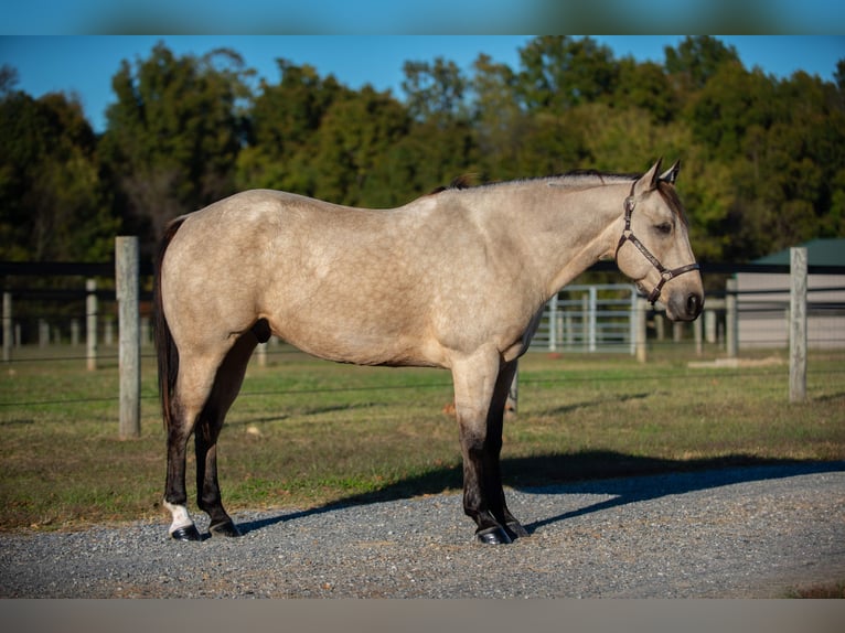 American Quarter Horse Gelding 5 years 15,2 hh Buckskin in Mayfield American Quarter Horse Gelding 5 years 15,2 hh Buckskin in Mayfield