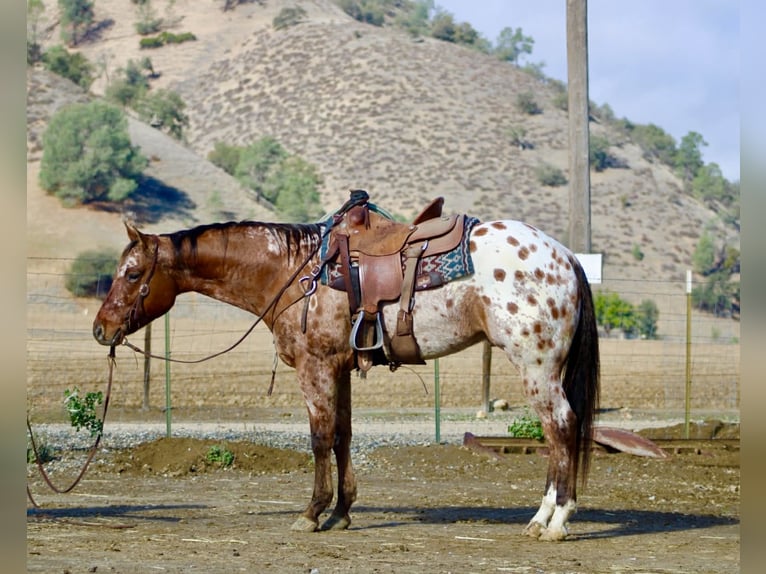 American Quarter Horse Gelding 5 years 15,2 hh Buckskin in Paicines CA