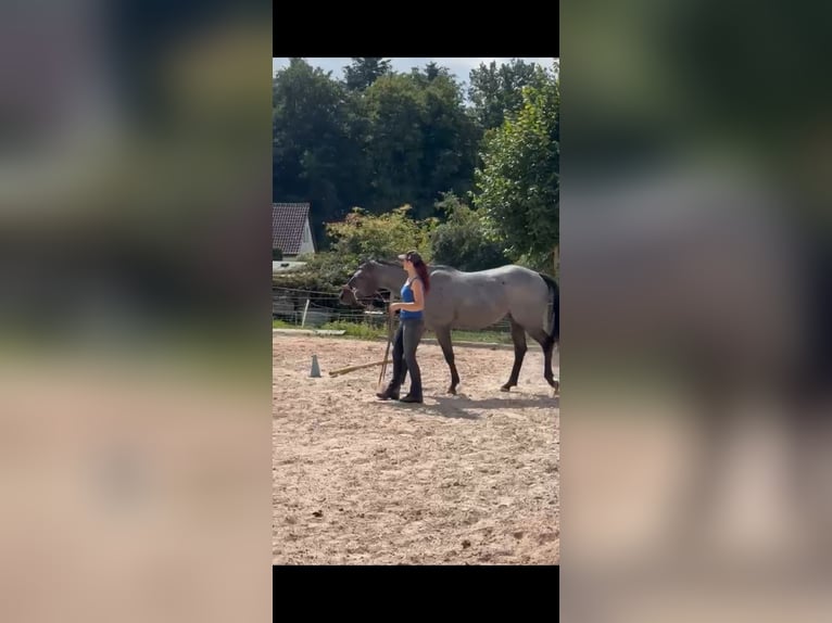 American Quarter Horse Gelding 5 years 15,2 hh Grey-Blue-Tan in Abtsgmünd
