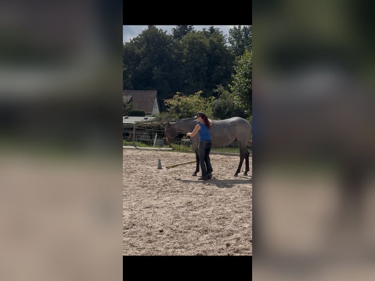 American Quarter Horse Gelding 5 years 15,2 hh Grey-Blue-Tan in Abtsgmünd