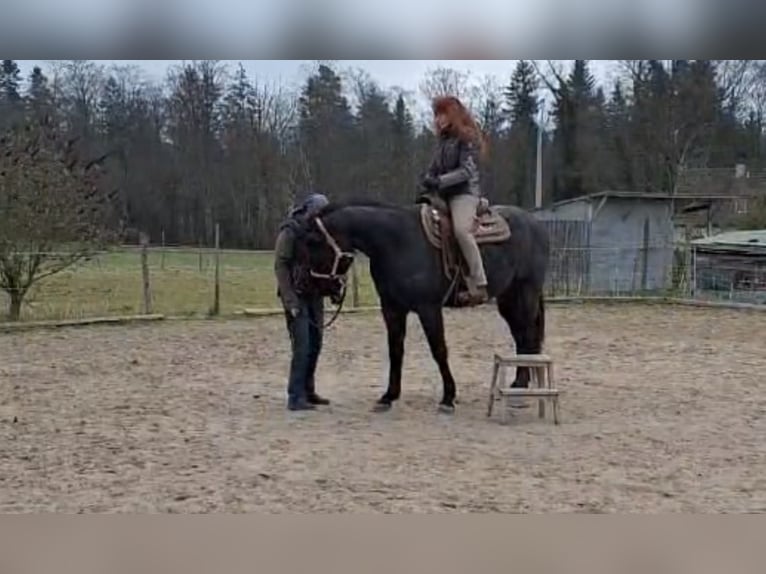 American Quarter Horse Gelding 5 years 15,2 hh Grey-Blue-Tan in Abtsgmünd