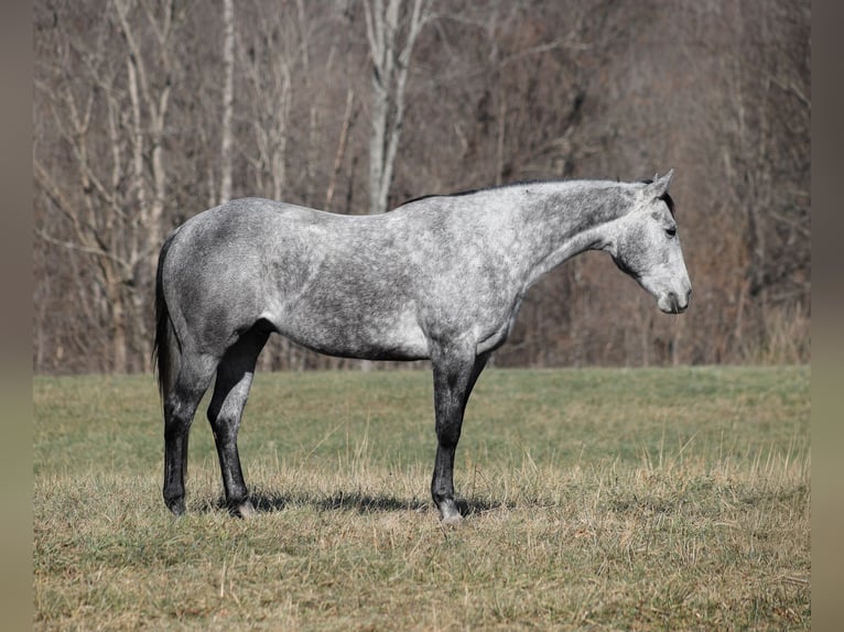 American Quarter Horse Gelding 5 years 15,2 hh Grey-Dapple in Berea, KY