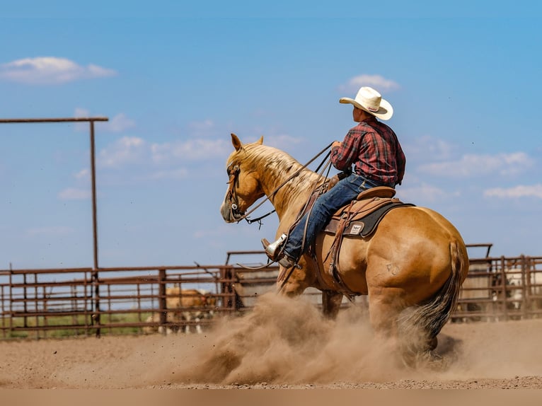 American Quarter Horse Gelding 5 years 15,2 hh Palomino in Canyon, TX