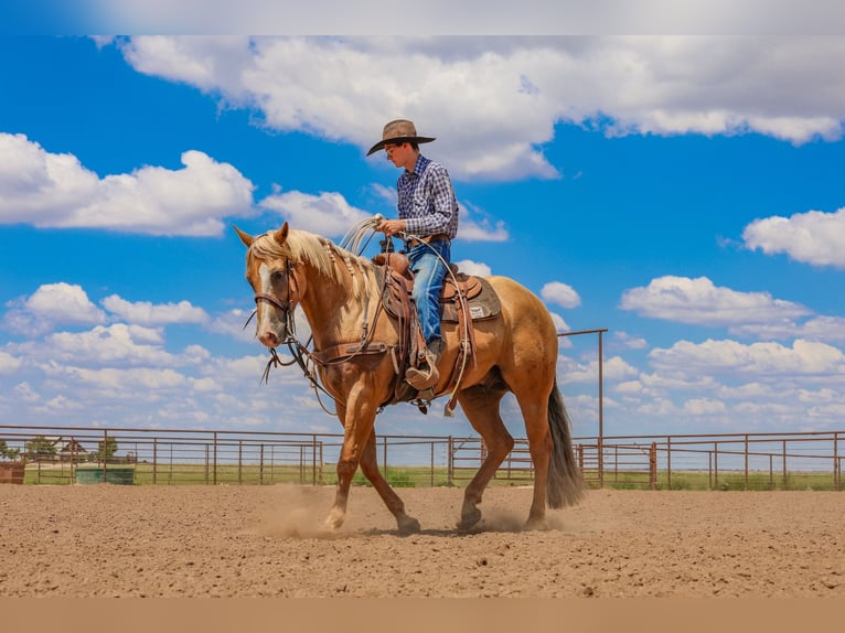 American Quarter Horse Gelding 5 years 15,2 hh Palomino in Canyon, TX