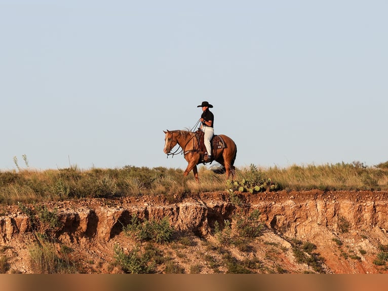 American Quarter Horse Gelding 5 years 15,2 hh Palomino in Canyon, TX