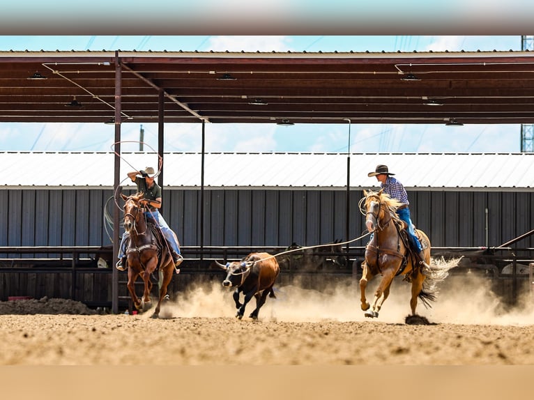 American Quarter Horse Gelding 5 years 15,2 hh Palomino in Canyon, TX