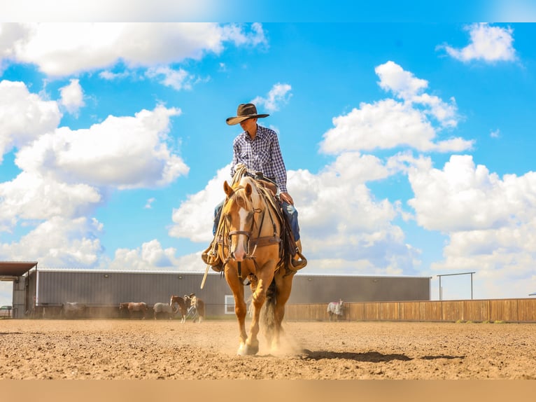 American Quarter Horse Gelding 5 years 15,2 hh Palomino in Canyon, TX
