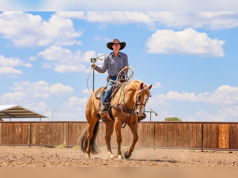 American Quarter Horse Gelding 5 years 15,2 hh Palomino in Canyon, TX