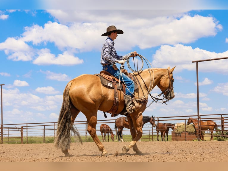 American Quarter Horse Gelding 5 years 15,2 hh Palomino in Canyon, TX