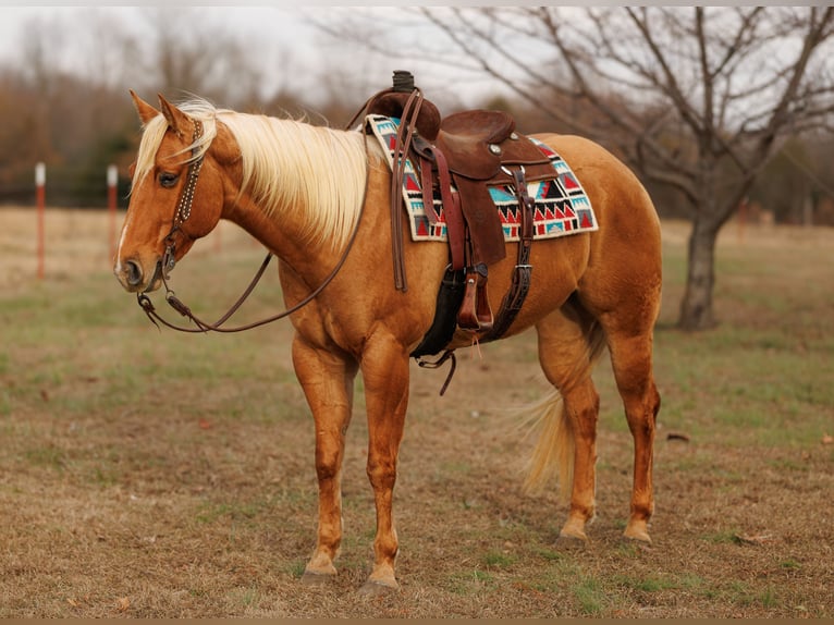 American Quarter Horse Gelding 5 years 15,2 hh Palomino in Quitman