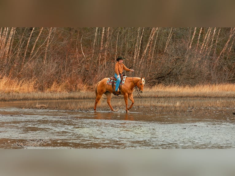 American Quarter Horse Gelding 5 years 15,2 hh Palomino in Quitman