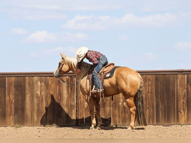 American Quarter Horse Gelding 5 years 15,2 hh in Canyon, TX