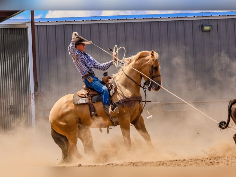 American Quarter Horse Gelding 5 years 15,2 hh in Canyon, TX