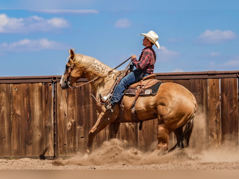 American Quarter Horse Gelding 5 years 15,2 hh in Canyon, TX