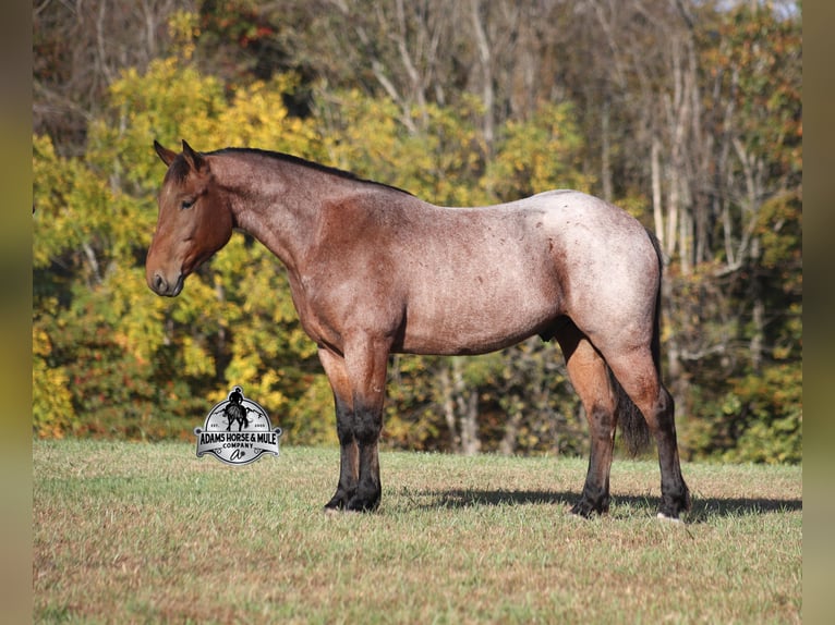 American Quarter Horse Gelding 5 years 15,2 hh Roan-Bay in Mount Vernon