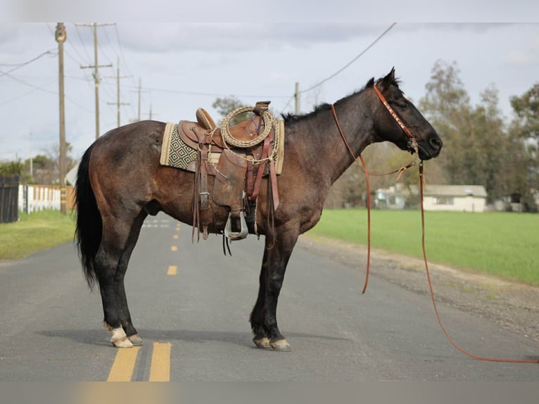 American Quarter Horse Gelding 5 years 15,2 hh Roan-Blue in Atwater