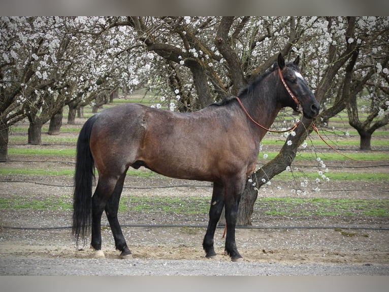 American Quarter Horse Gelding 5 years 15,2 hh Roan-Blue in Atwater