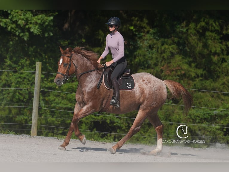 American Quarter Horse Gelding 5 years 15,2 hh Roan-Red in Clover, SC