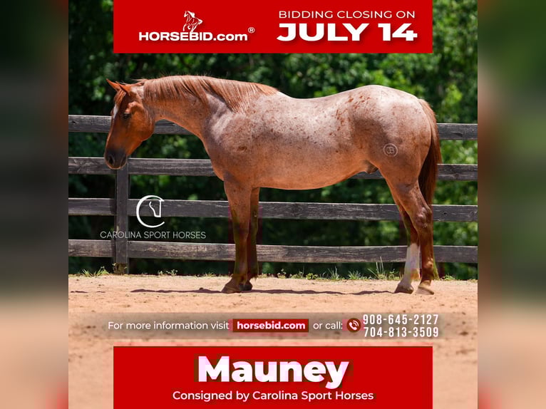 American Quarter Horse Gelding 5 years 15,2 hh Roan-Red in Clover, SC