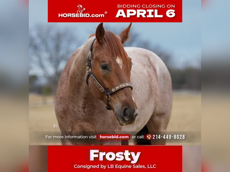 American Quarter Horse Gelding 5 years 15,2 hh Roan-Red in Terrell