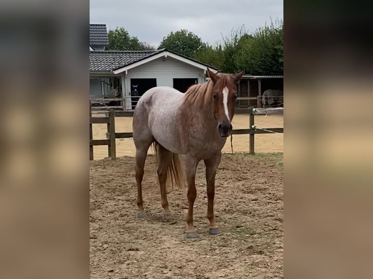 American Quarter Horse Gelding 5 years 15,2 hh Roan-Red in Burgebrach