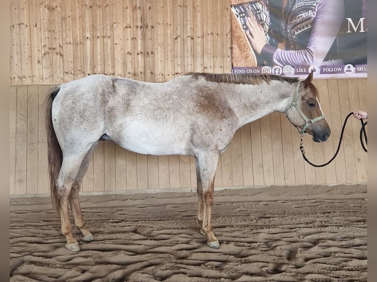 American Quarter Horse Gelding 5 years 15,2 hh Roan-Red in Burgebrach
