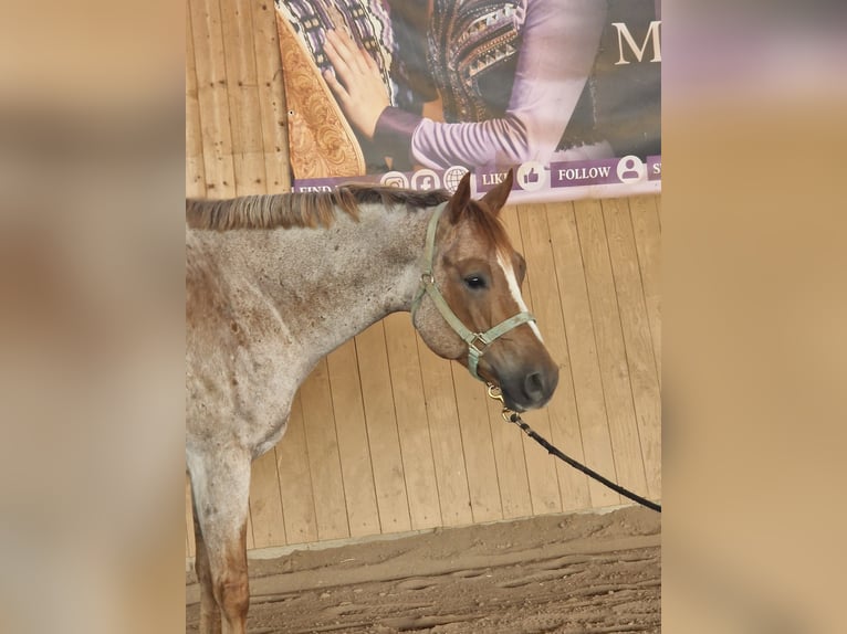 American Quarter Horse Gelding 5 years 15,2 hh Roan-Red in Burgebrach