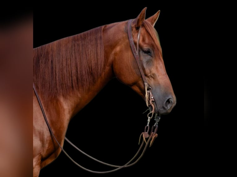 American Quarter Horse Gelding 5 years 15,2 hh Sorrel in Sheridan