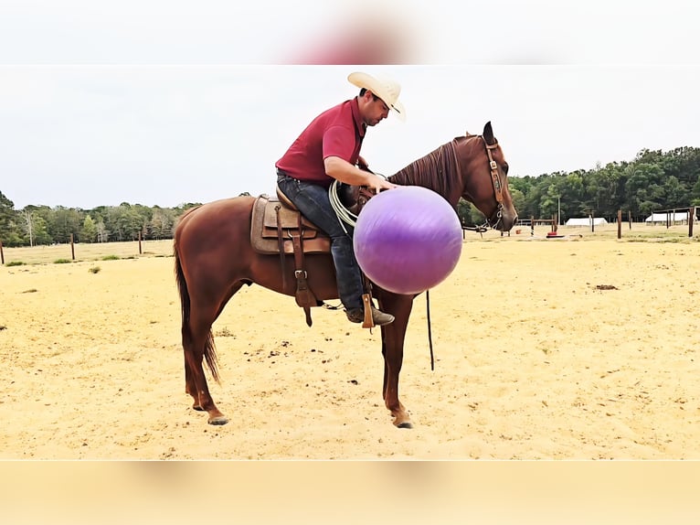 American Quarter Horse Gelding 5 years 15,2 hh Sorrel in Sheridan