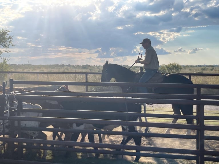 American Quarter Horse Gelding 5 years 15,3 hh Black in Aubrey