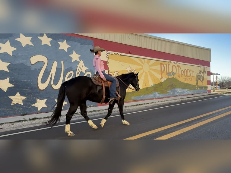 American Quarter Horse Gelding 5 years 15,3 hh Black in Aubrey