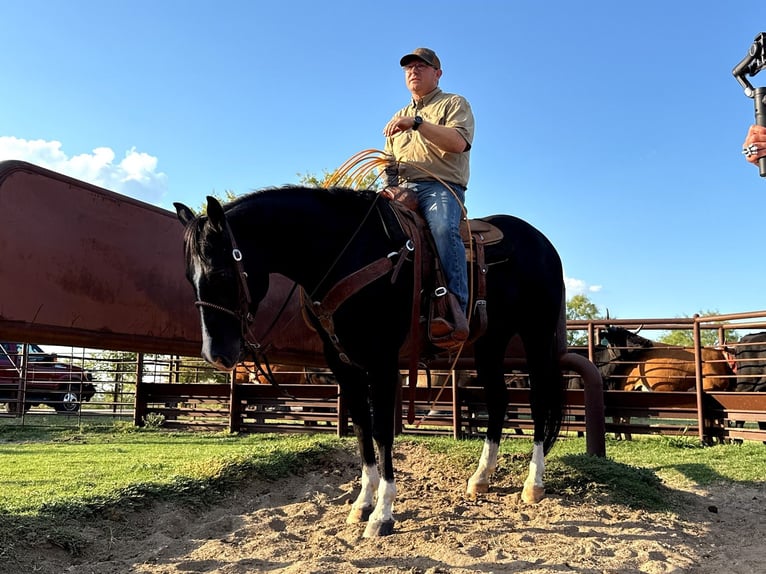 American Quarter Horse Gelding 5 years 15,3 hh Black in Aubrey