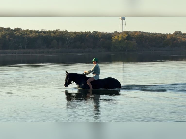 American Quarter Horse Gelding 5 years 15,3 hh Black in Aubrey