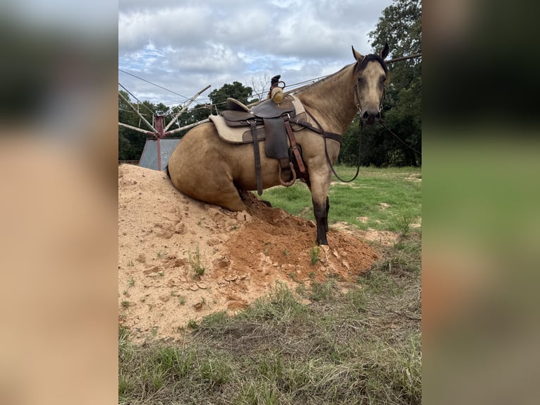 American Quarter Horse Gelding 5 years 15,3 hh Buckskin in Crescent