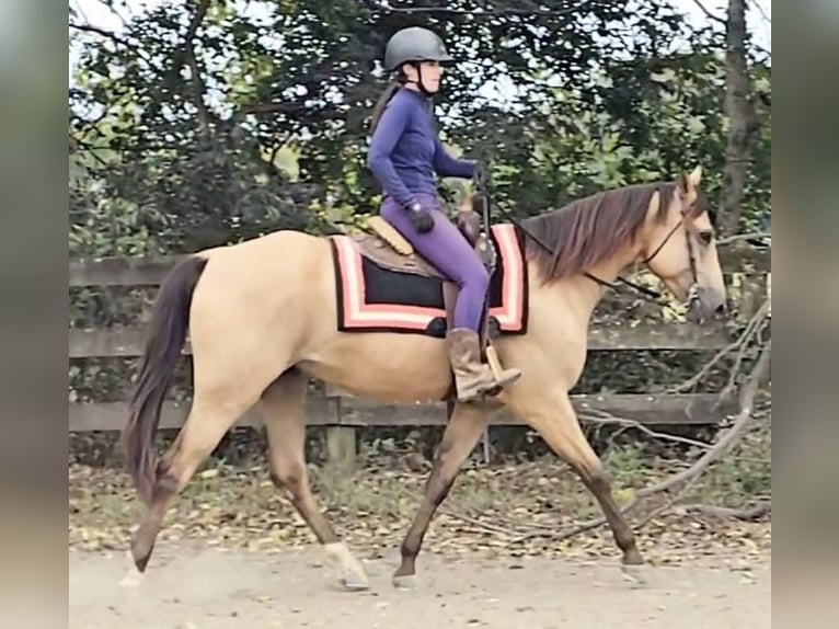 American Quarter Horse Gelding 5 years 15,3 hh Buckskin in Jeffersonton