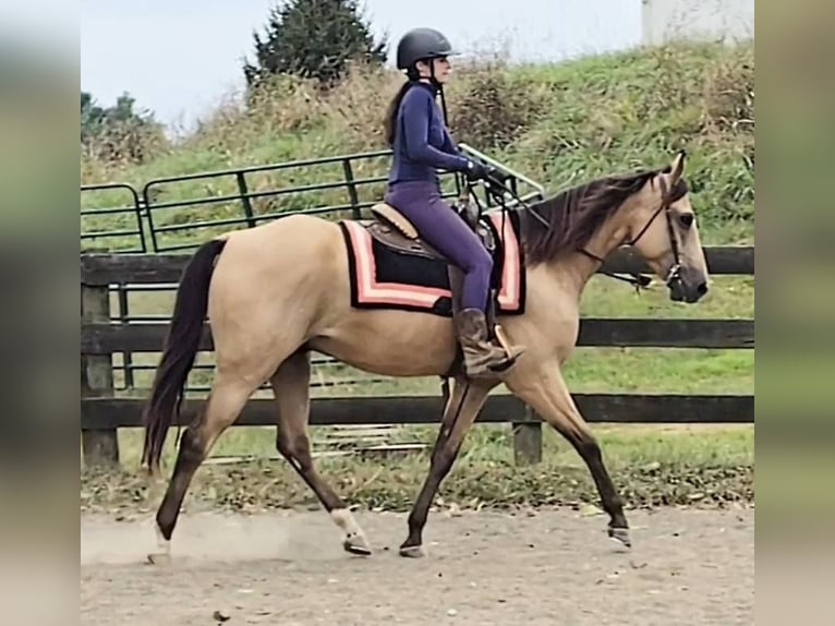 American Quarter Horse Gelding 5 years 15,3 hh Buckskin in Jeffersonton
