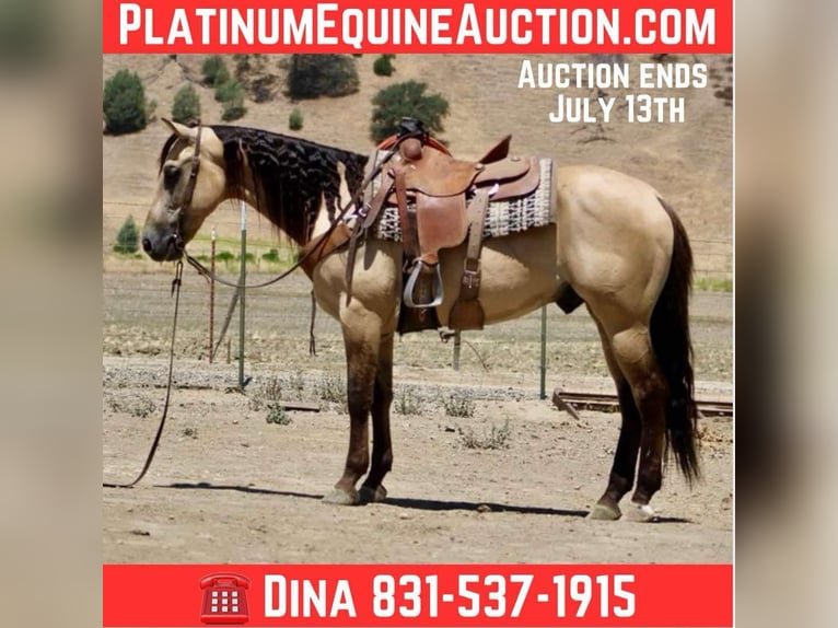 American Quarter Horse Gelding 5 years 15,3 hh Buckskin in Paicines CA