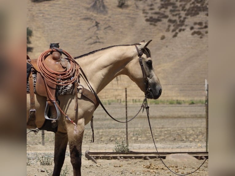 American Quarter Horse Gelding 5 years 15,3 hh Buckskin in Paicines CA