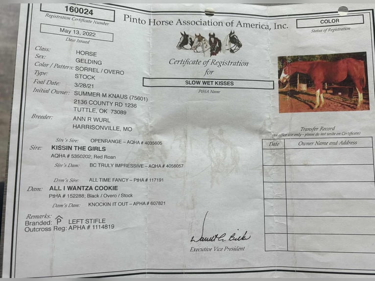 American Quarter Horse Gelding 5 years 15,3 hh Chestnut in Rusk TX