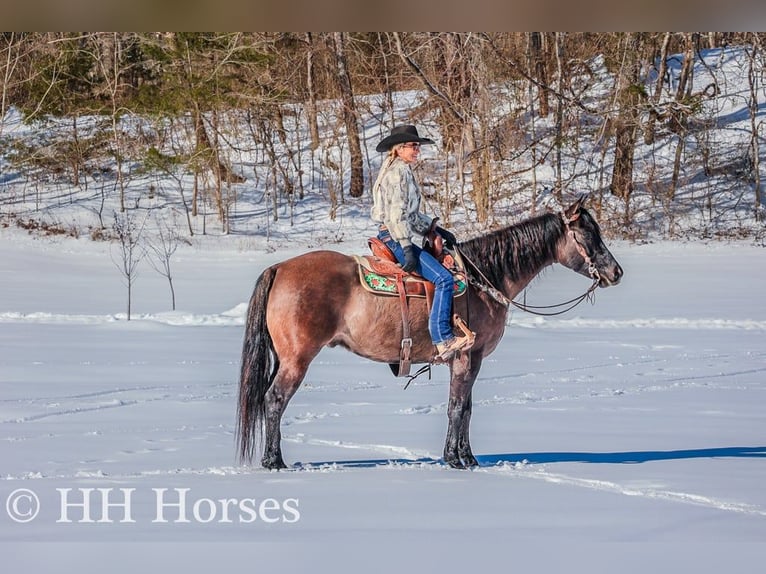 American Quarter Horse Gelding 5 years 15,3 hh Grullo in FLEMINGSBURG, KY