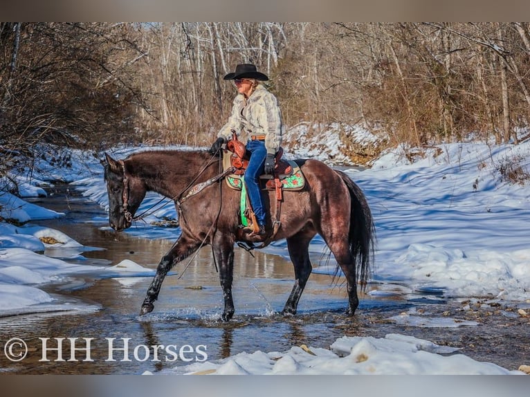 American Quarter Horse Gelding 5 years 15,3 hh Grullo in FLEMINGSBURG, KY