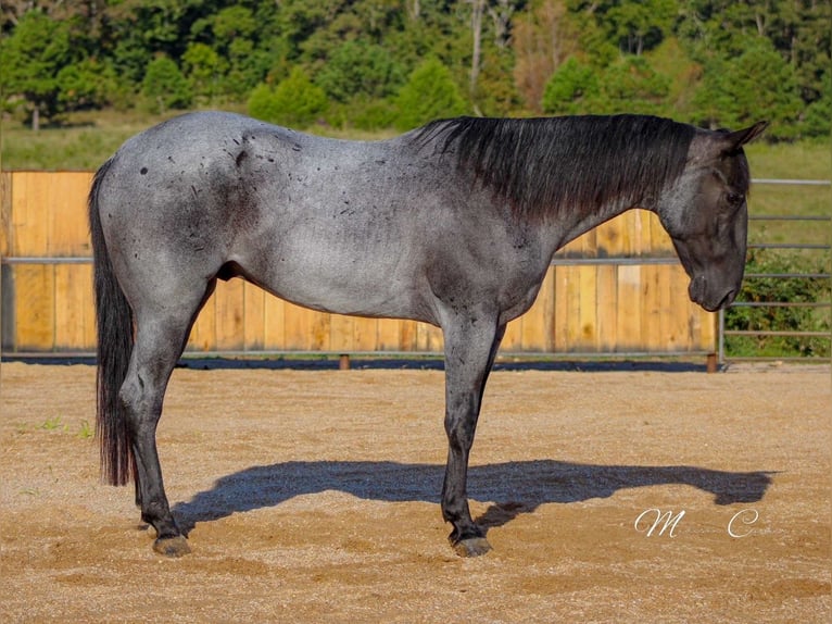 American Quarter Horse Gelding 5 years 15,3 hh Roan-Blue in Summersville