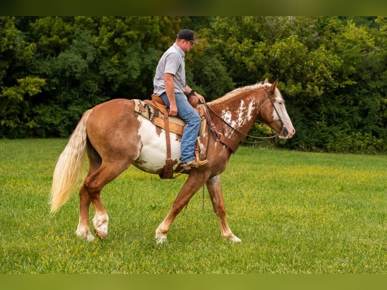 American Quarter Horse Gelding 5 years 16,1 hh Overo-all-colors in Middletown OH