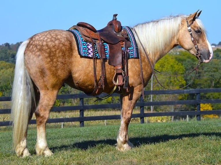 American Quarter Horse Mix Gelding 5 years 16,1 hh Palomino in