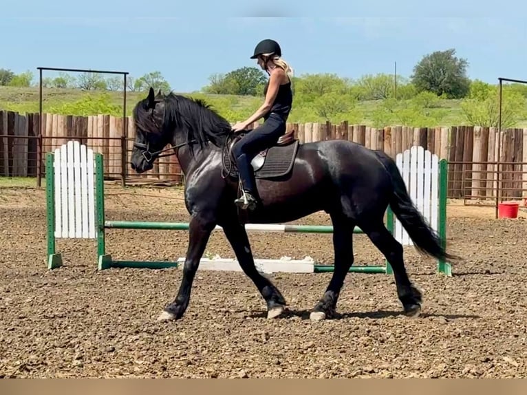 American Quarter Horse Gelding 5 years 16.2 hh Black in Jacksboro TX