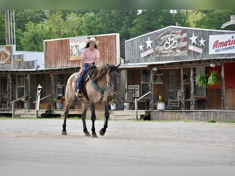 American Quarter Horse Gelding 5 years 16,2 hh Dun in Sweet Springs MO